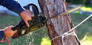 Best Firewood Processing and Delivery  in Bloomer, WI