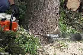 Best Leaf Removal  in Bloomer, WI