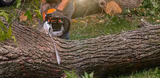 Best Hedge Trimming  in Bloomer, WI