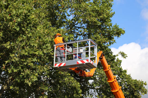 Best Tree Preservation Services  in Bloomer, WI