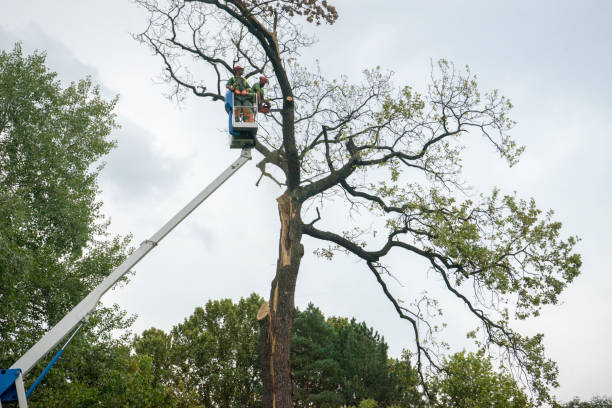 Reliable Bloomer, WI Tree Services Solutions