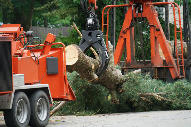 How Our Tree Care Process Works  in  Bloomer, WI