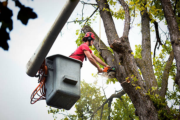 Seasonal Cleanup (Spring/Fall) in Bloomer, WI