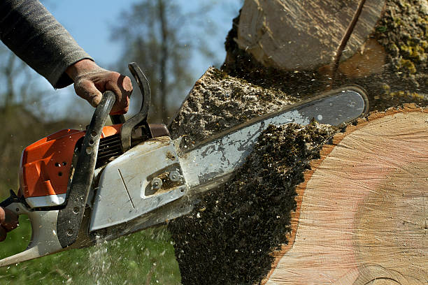 Lawn Maintenance Plans in Bloomer, WI
